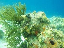 Reef with Red Filter IMG 5391